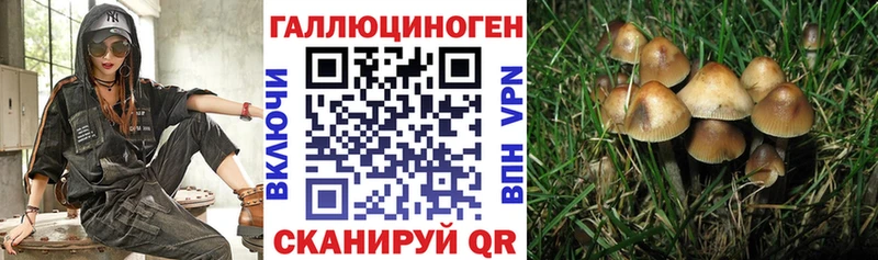 mega как войти  Онега  Галлюциногенные грибы Psilocybine cubensis 